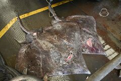 Bigtail Skate photo 2