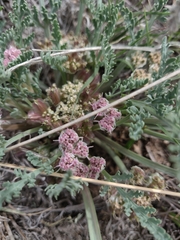 Vesper bulbosus