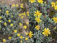 Senecio abbreviatus