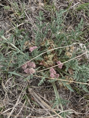 Vesper bulbosus