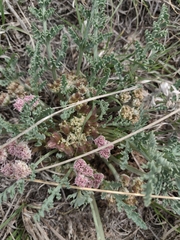 Vesper bulbosus