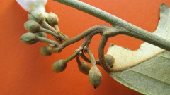 Bonamia agrostopolis