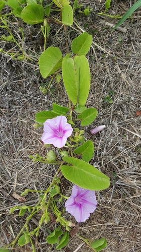 Ipomoea pes-caprae observed 2019-05-13