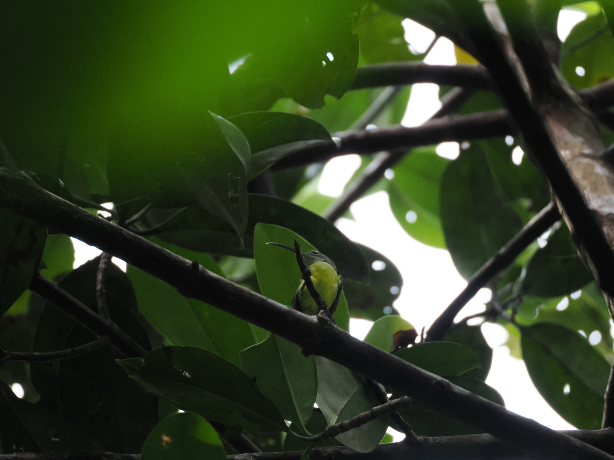 Little Spiderhunter