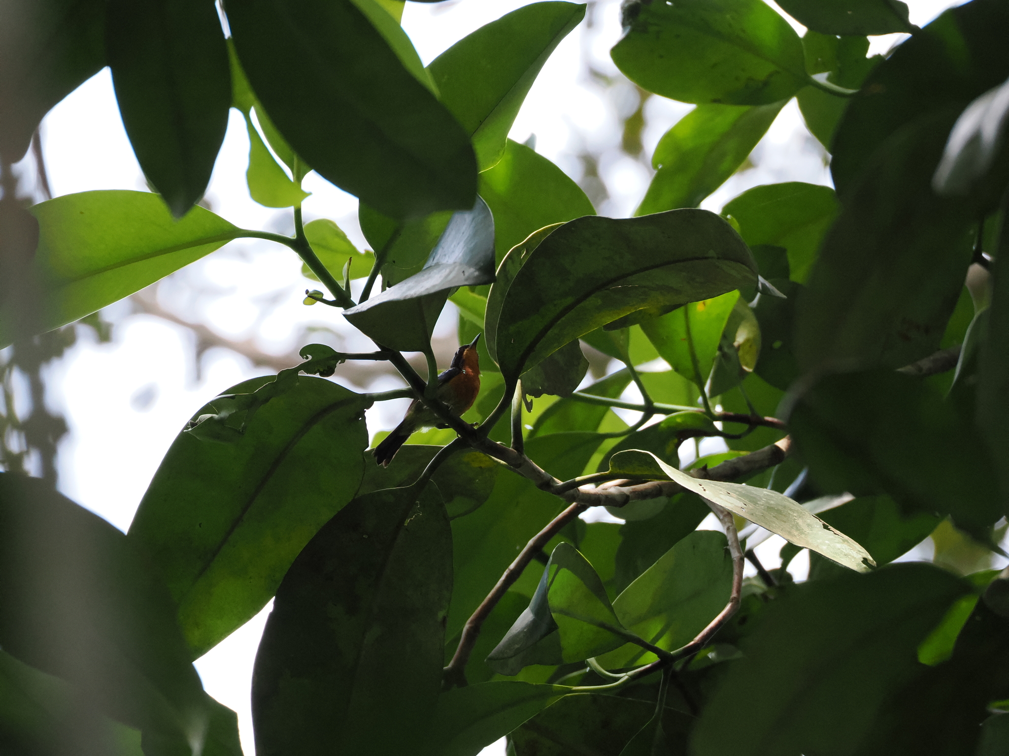 Ruby-cheeked Sunbird
