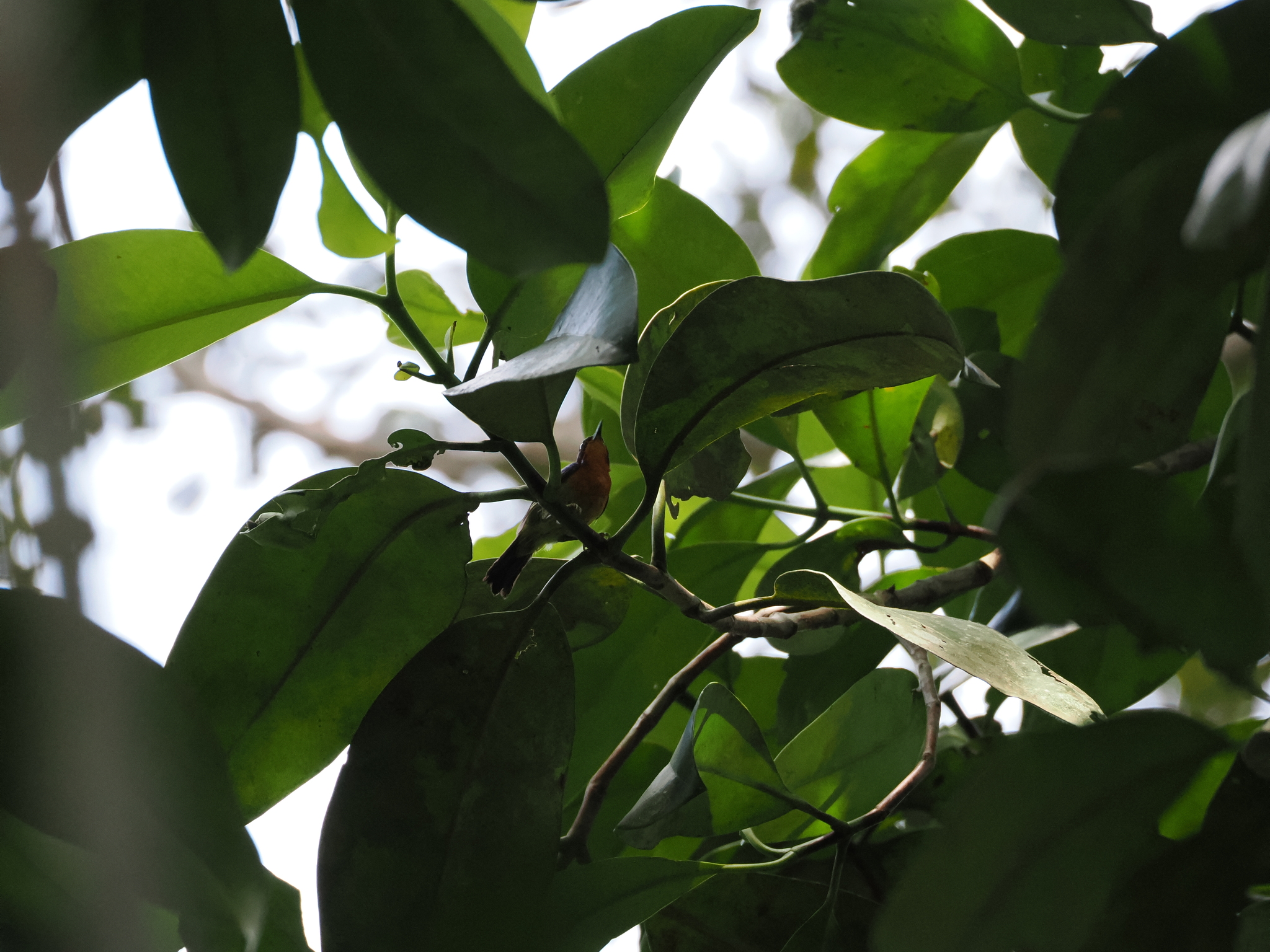 Ruby-cheeked Sunbird
