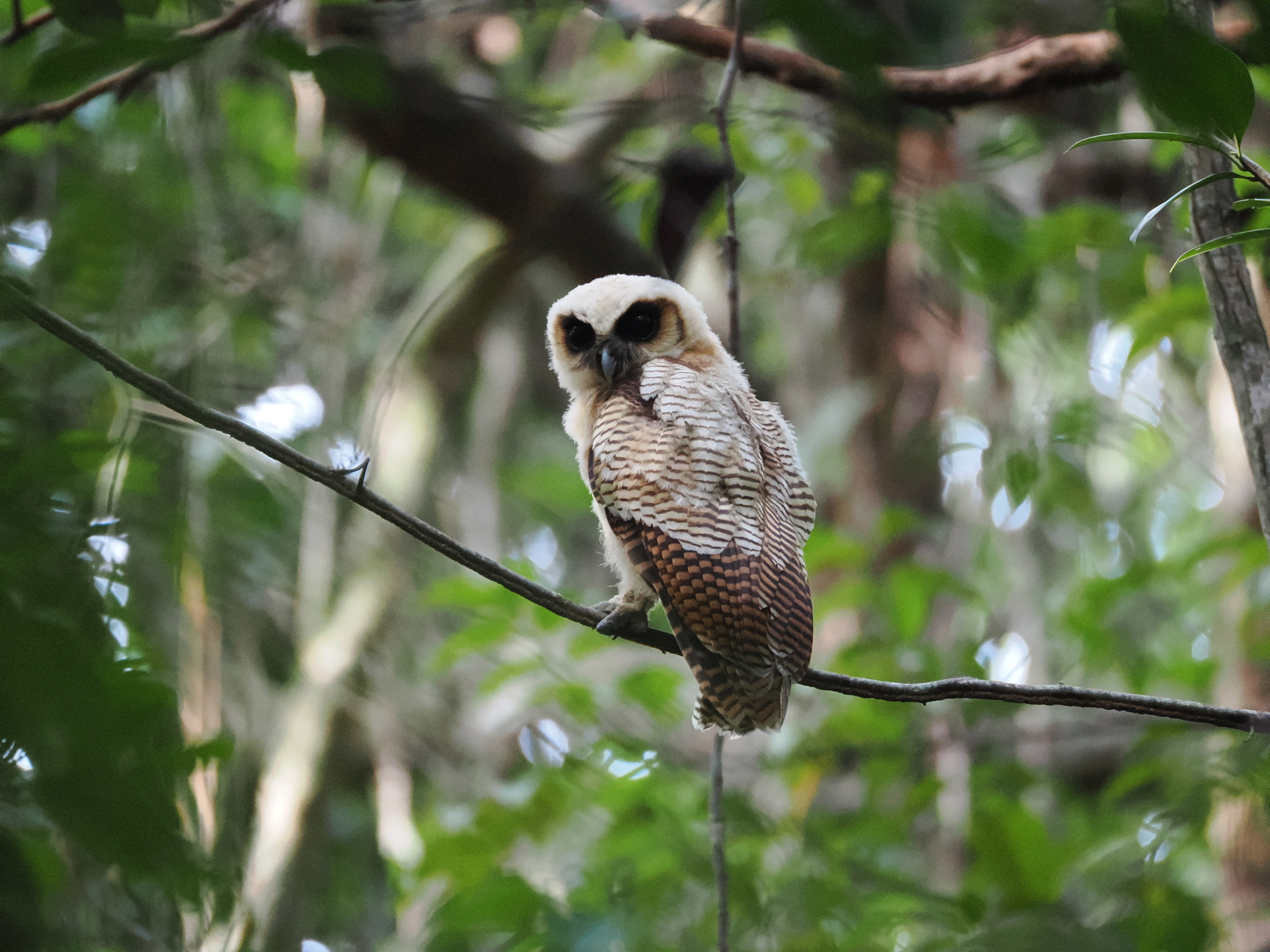 Brown Wood Owl