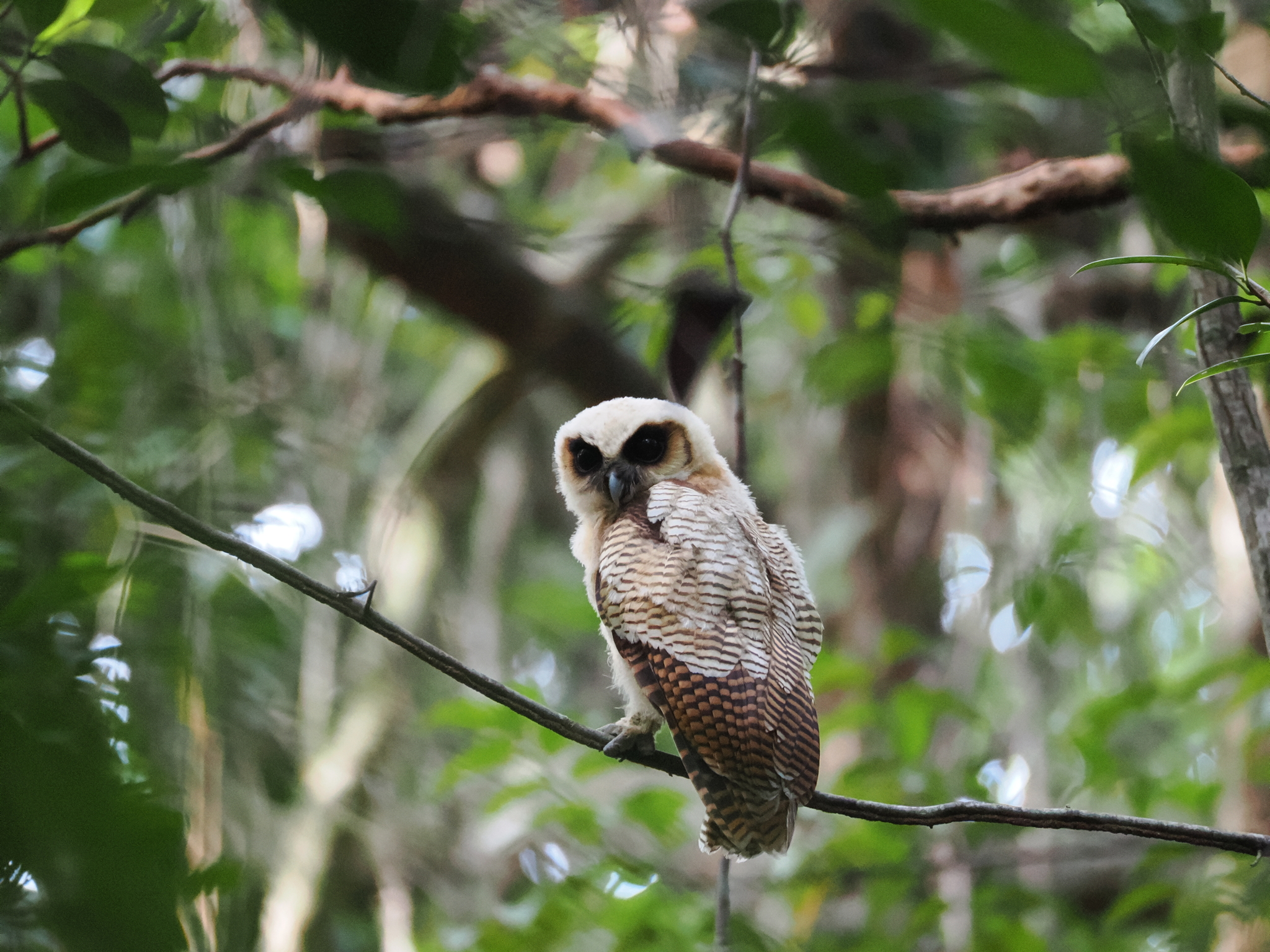 Brown Wood Owl
