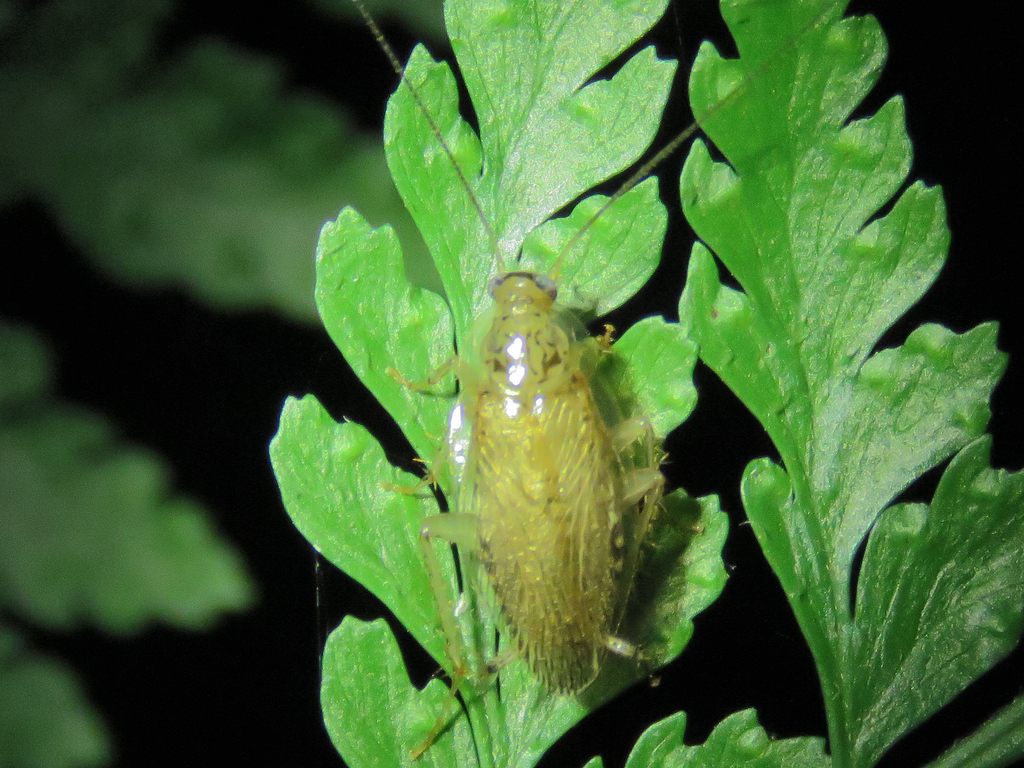 Margattea spinosa from 300台灣新竹市東區 on May 15, 2018 at 0742 PM by 大俠