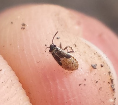 Nysius raphanus