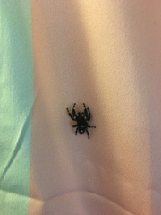 Phidippus audax
