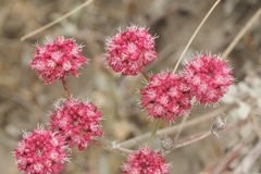 Eriogonum grande rubescens