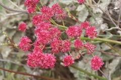 Eriogonum grande rubescens