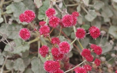 Eriogonum grande rubescens