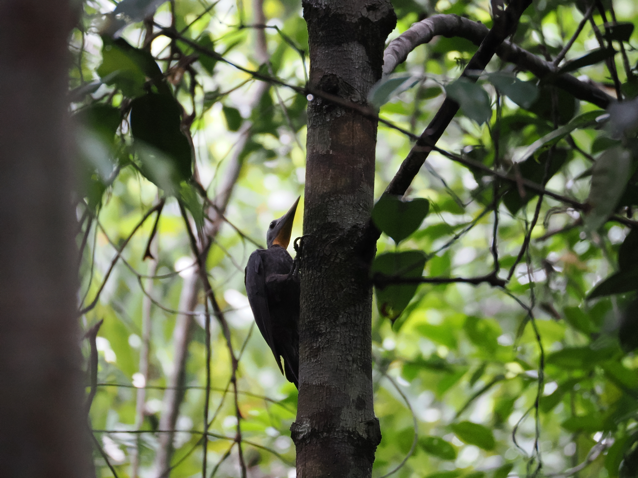 Great Slaty Woodpecker