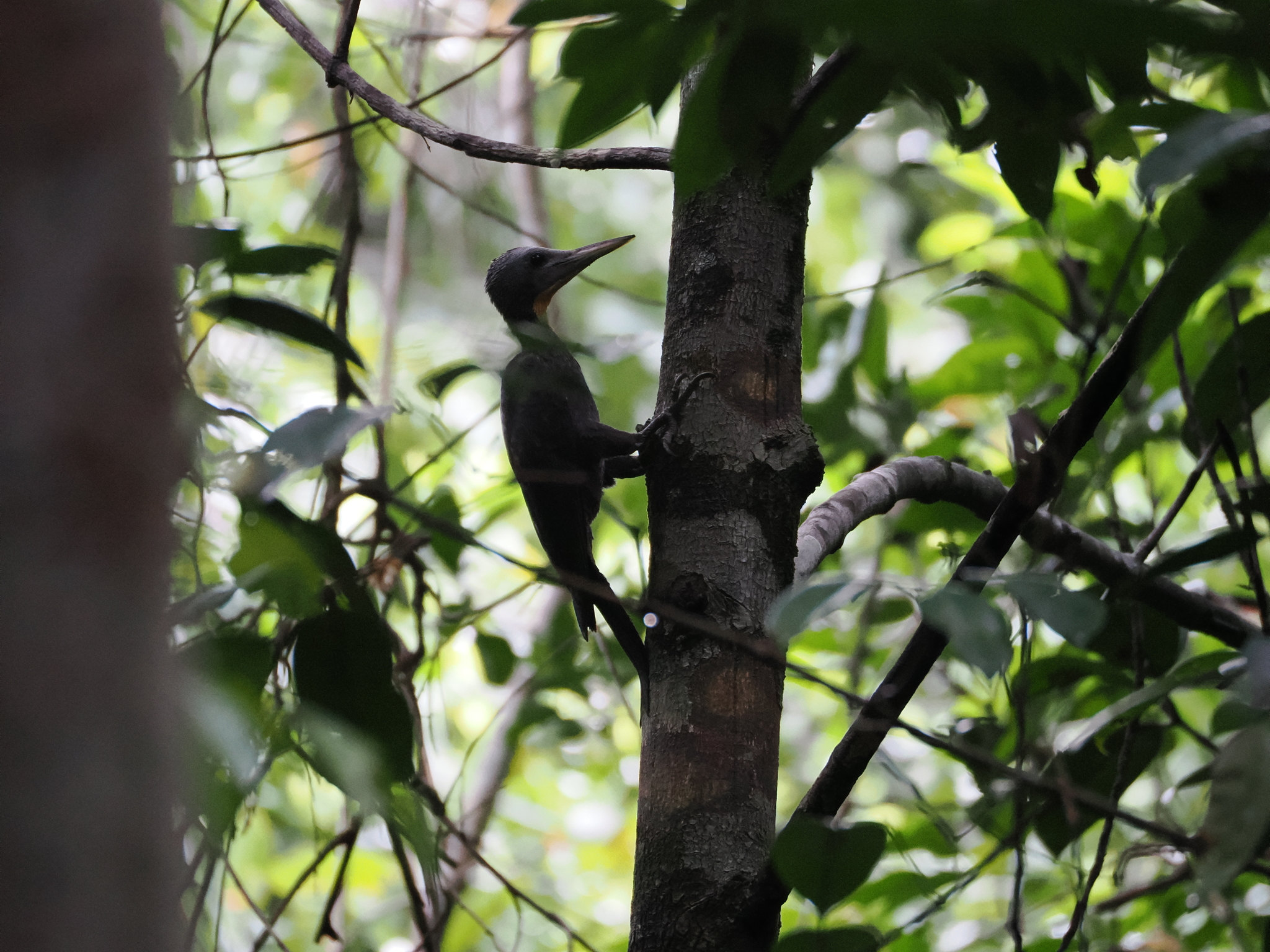 Great Slaty Woodpecker