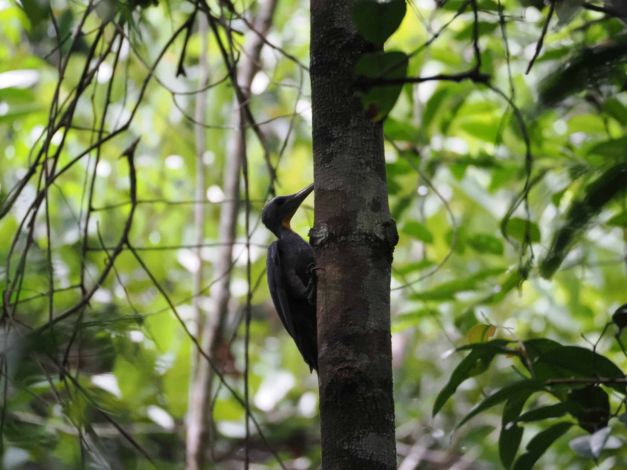 Great Slaty Woodpecker