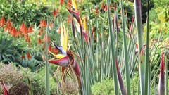Strelitzia juncea