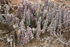 Tridentea gemmiflora