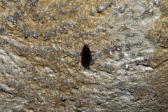 Loboptera decipiens decipiens