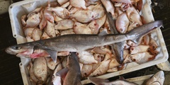 Bigeye Sixgill Shark photo 5