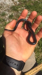 Carphophis vermis