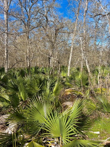 Dwarf Palmetto