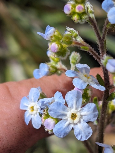 Hackelia setosa