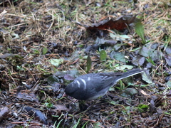 Junco hyemalis image