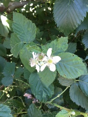 Rubus pascuus