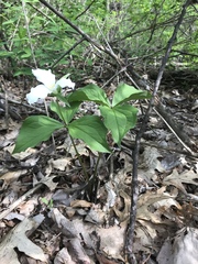 Trillium grandiflorum