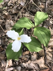 Trillium grandiflorum