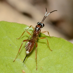 Diapetimorpha