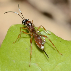 Diapetimorpha