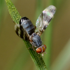 Herina ruficeps