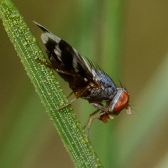 Herina ruficeps