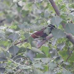 Terpsiphone atrocaudata