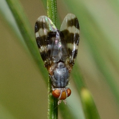 Herina ruficeps