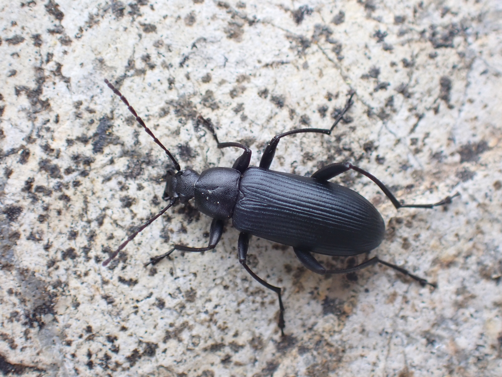 Stenochidus cyanescens