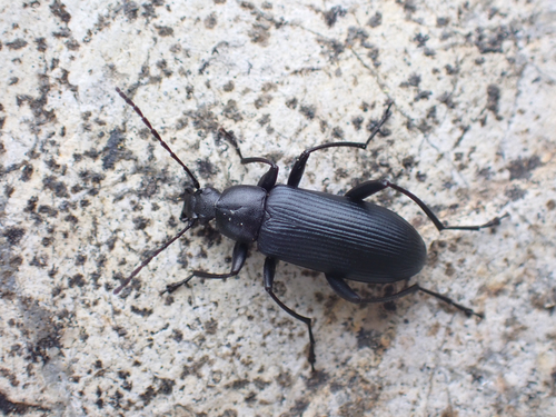 Stenochidus cyanescens