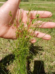 Galium obtusum