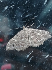 Rheumaptera exacta stygiata