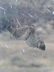 Rheumaptera exacta stygiata