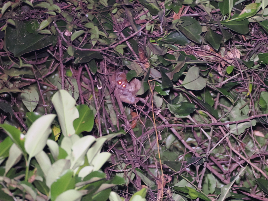 Bornean Slow Loris (Nycticebus borneanus)