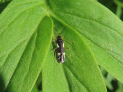 Dryophilocoris flavoquadrimaculatus