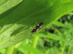 Dryophilocoris flavoquadrimaculatus