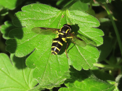 Xanthogramma pedissequum