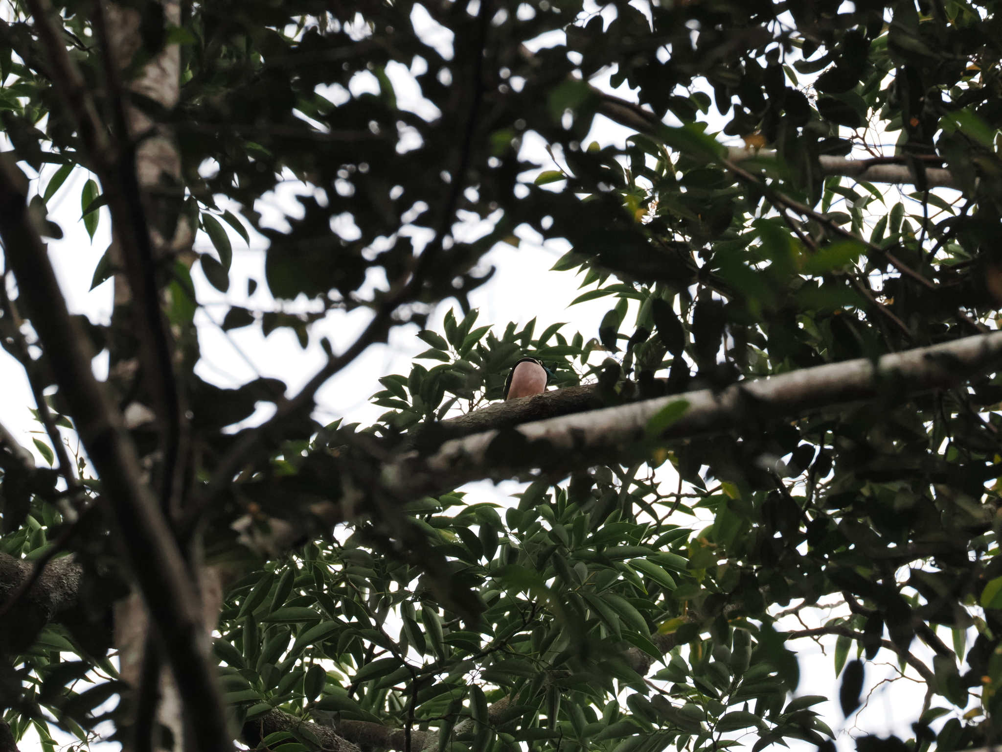 Black-and-yellow Broadbill