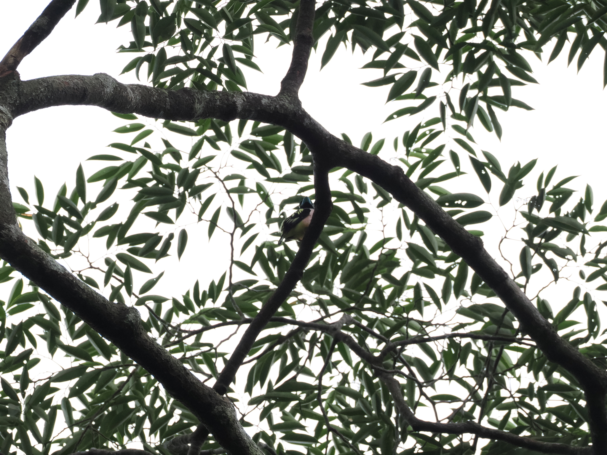 Black-and-yellow Broadbill
