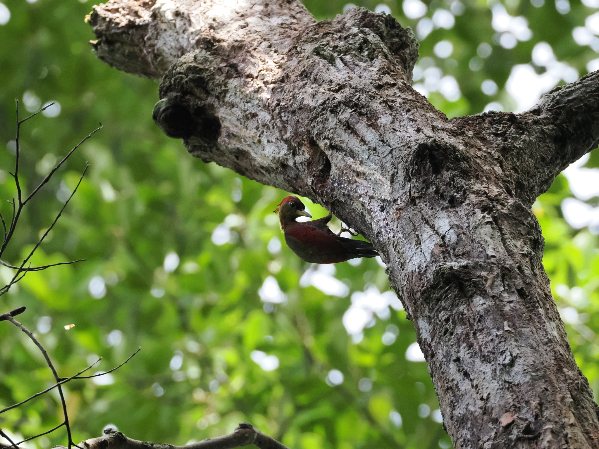 Crimson-winged Woodpecker (Picus puniceus), photo 8
